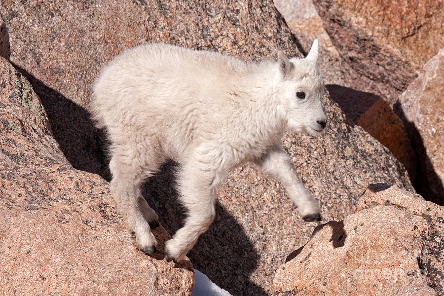 Mountain Goat Kid on Mount Evans #5 Photograph by Fred Stearns