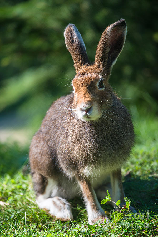 Mountain Hare Photograph