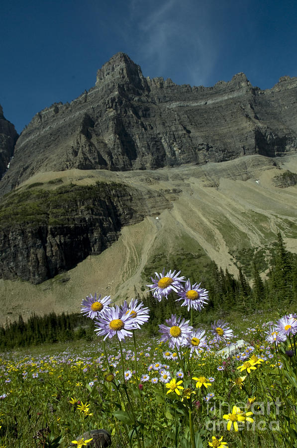Mountain Wildflowers, Montana #5 Photograph by Mark Newman