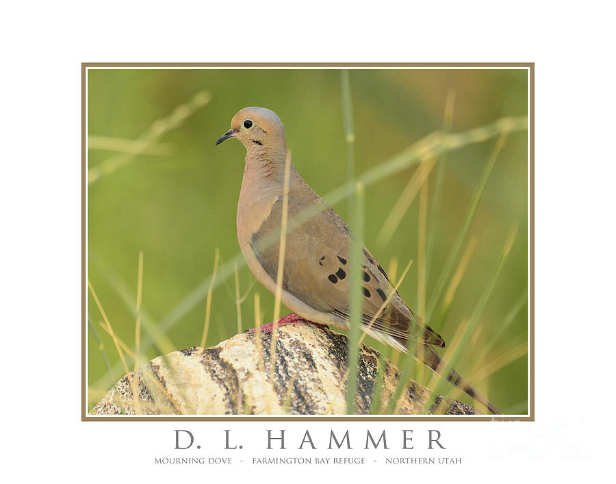 Mourning Dove #5 Photograph by Dennis Hammer