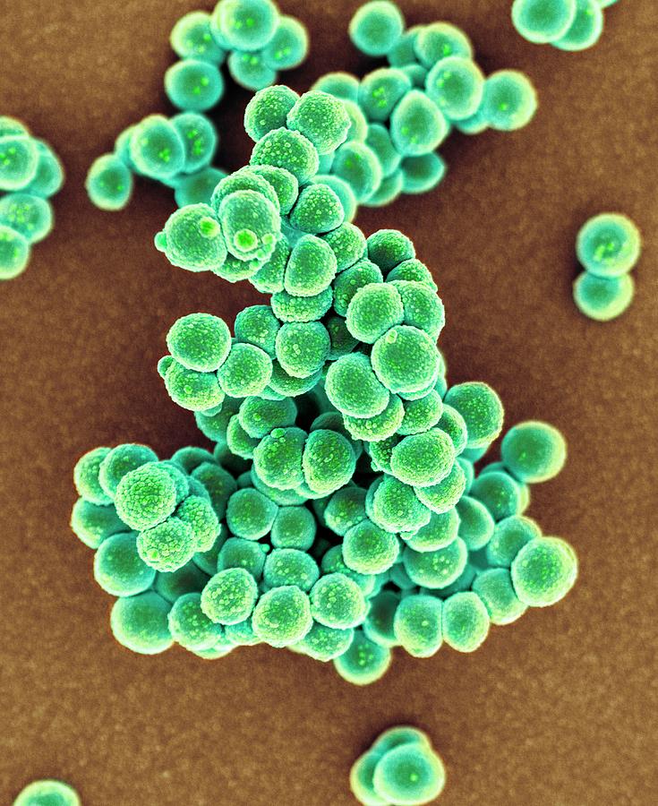 Mrsa Bacteria #5 Photograph by Science Photo Library