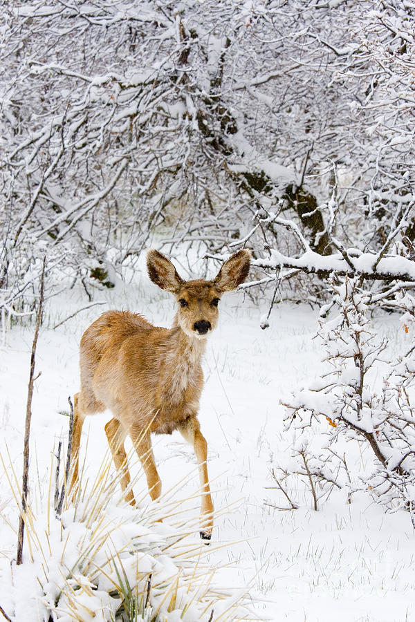 Mule Deer in Snow #5 Photograph by Steven Krull