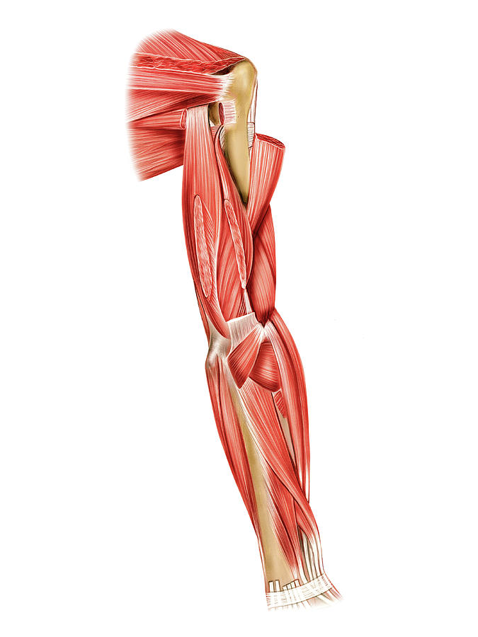 Muscles Of Right Upper Arm Photograph By Asklepios Medical Atlas Fine Hot Sex Picture 0446