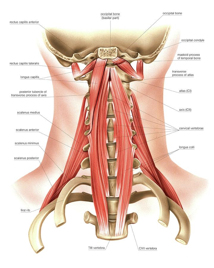 Normal anatomy of the deep muscles of the back and neck