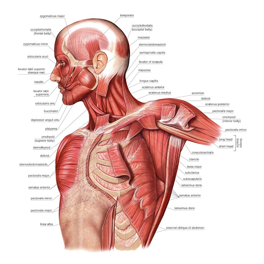 Muscles Of The Thorax Photograph By Asklepios Medical Atlas Play Back Muscle Model Labeled 32 9489