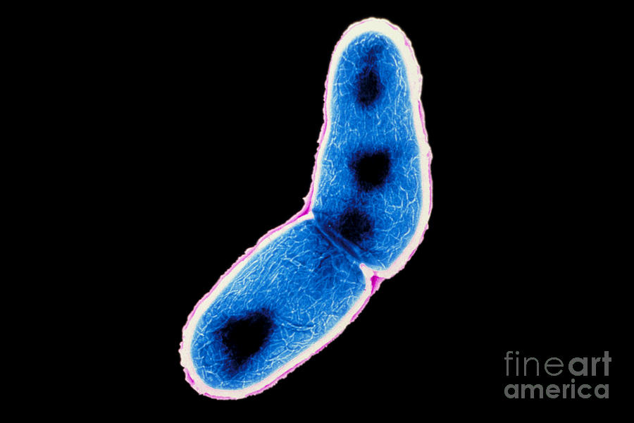 Transmission Electron Microscope Photograph - Mycobacterium Tuberculosis #5 by Kwangshin Kim