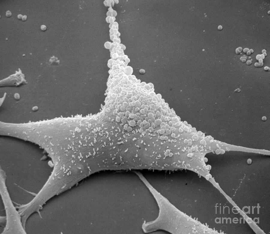 Mycoplasma #5 Photograph by David M. Phillips