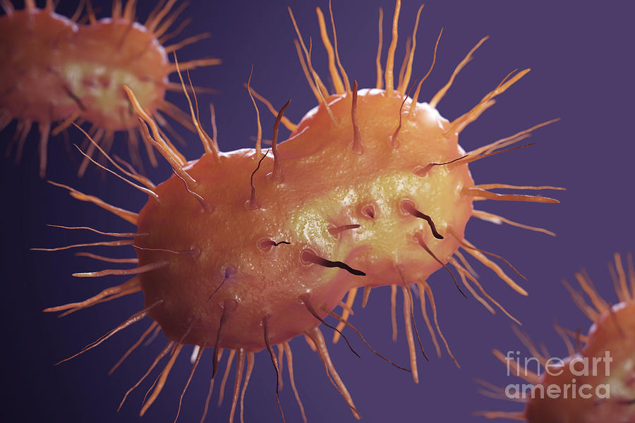 Infection Photograph - Neisseria Gonorrhoeae Bacteria #5 by Science Picture Co