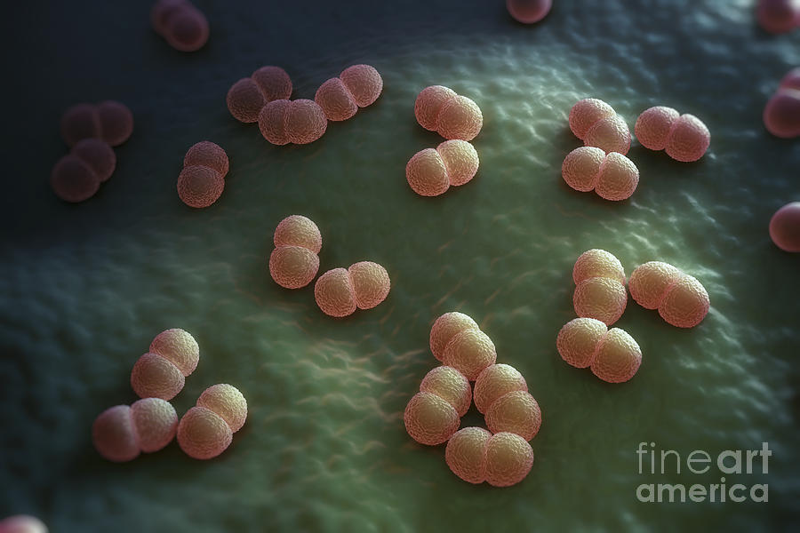 Neisseria Meningitidis Photograph by Science Picture Co - Fine Art America