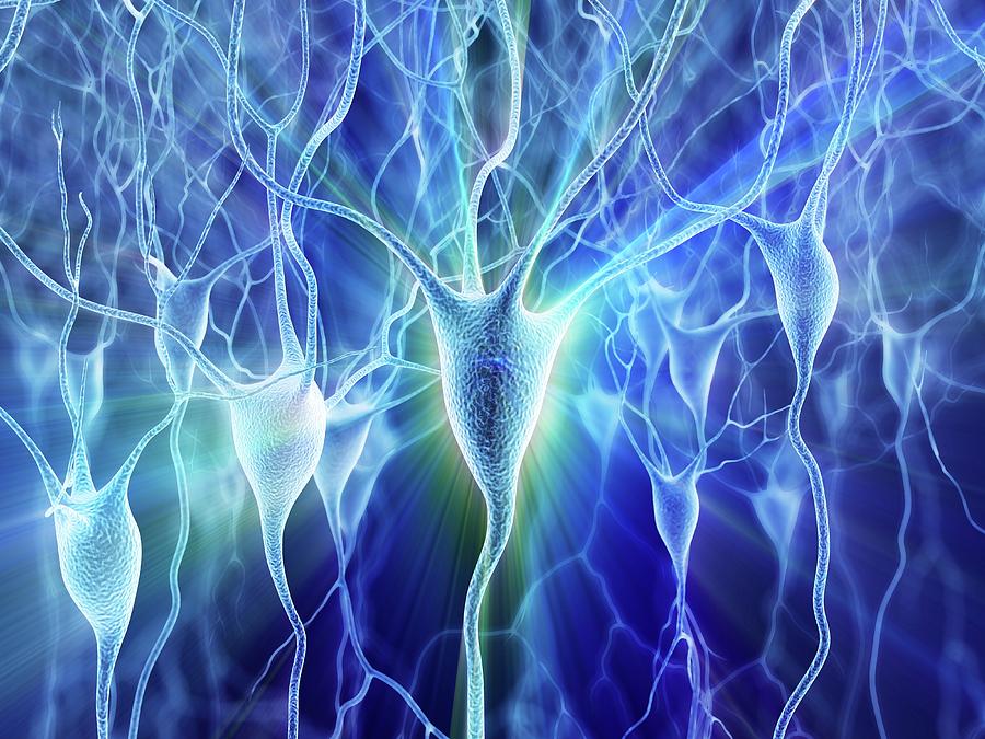 Nerve Cells By Alfred Pasieka Science Photo Library