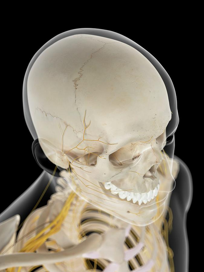 Nervous System Of Neck Photograph by Sebastian Kaulitzki/science Photo