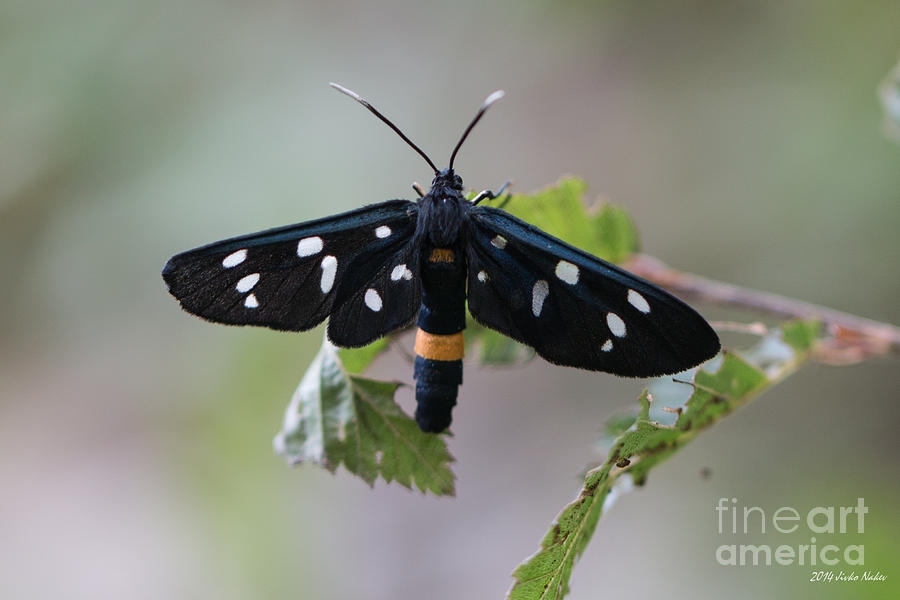 Nine-spotted moth #5 Photograph by Jivko Nakev