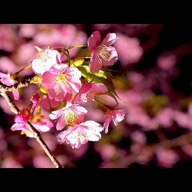 Cherryblossoms Photograph - .
河津桜のアップ🌸
.
#桜 #5 by Kazuta Tomoya