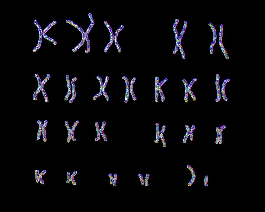 Normal Male Chromosomes 5 Photograph By Kateryna Kon Science Photo   5 Normal Male Chromosomes Kateryna Konscience Photo Library 