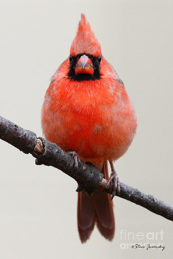 Northern Cardinal #5 Photograph by Steve Javorsky