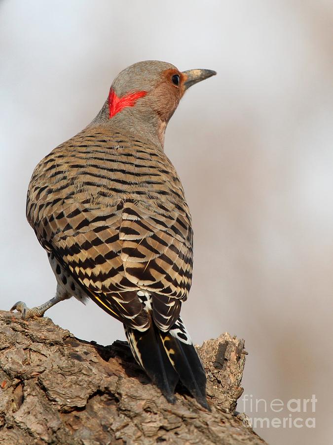 Northern Flicker #5 Photograph by Jack R Brock