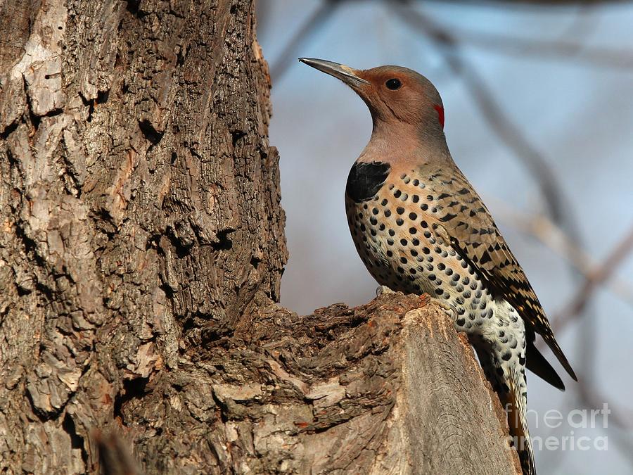 Nature Photograph - Northern Flicker Yellow-shafted #5 by Jack R Brock