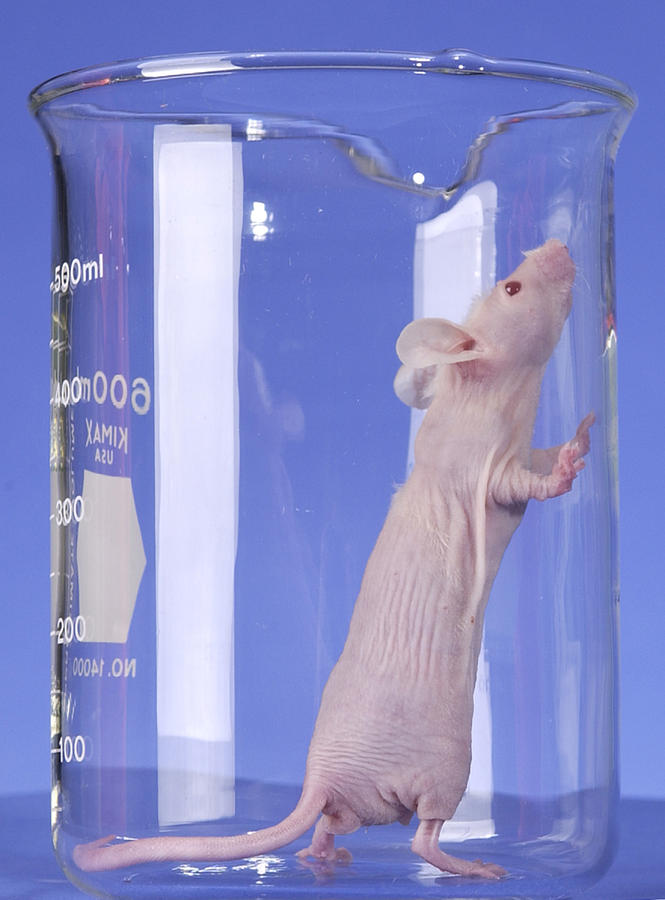 Nude Mouse #5 Photograph by Science Source