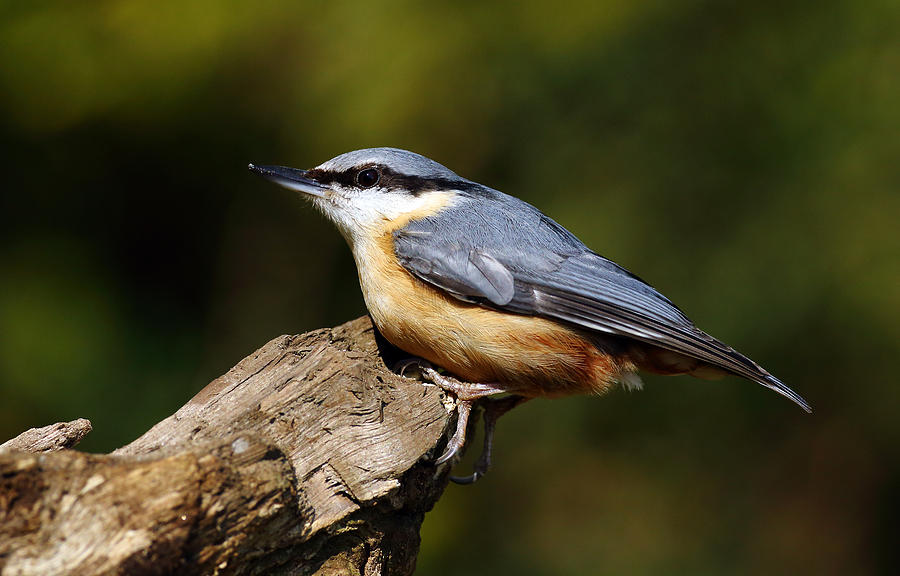 Nuthatch #5 Photograph by Grant Glendinning