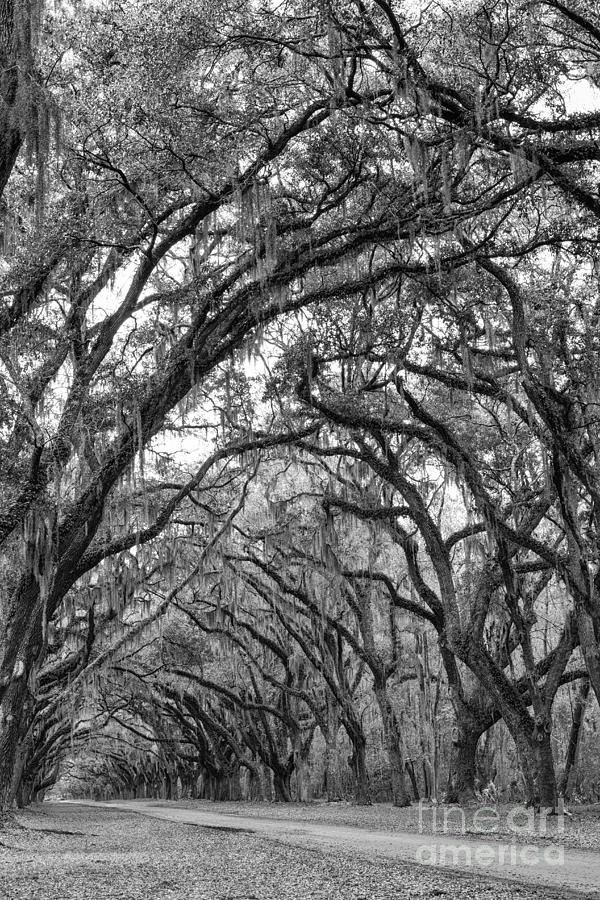 Oak Lined Avenue Wormsloe Plantation Savannah Georgia #5 Photograph by Dawna Moore Photography