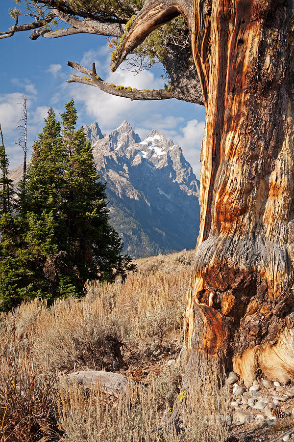 Old Patriarch Grand Teton National Park #5 Photograph by Fred Stearns