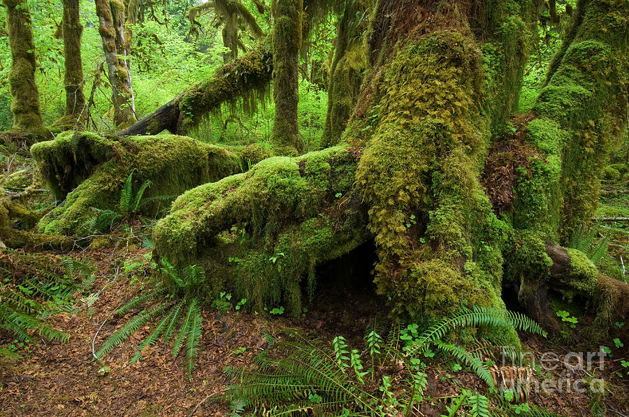Olympic National Park #5 Photograph by John Shaw
