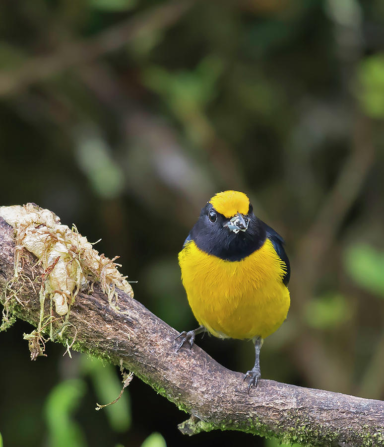 Orange-bellied Euphonia Photograph by Juan Jose Arango - Pixels