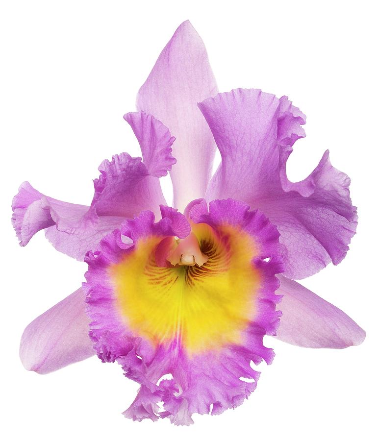  Orchid  cattleya  Sp Flower  Photograph by Pascal 