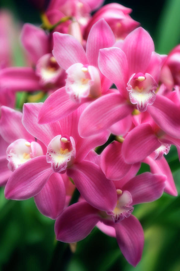 Orchid Photograph - Orchid (cymbidium Hybrid) #5 by Maria Mosolova/science Photo Library