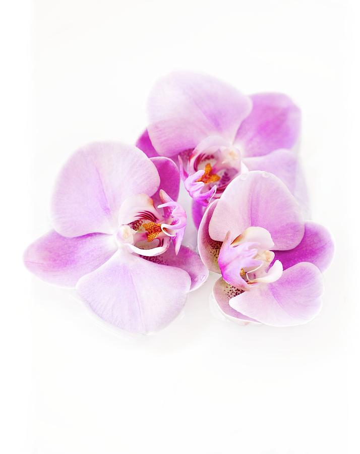 Orchid Flowers #5 Photograph by Ian Hooton/science Photo Library