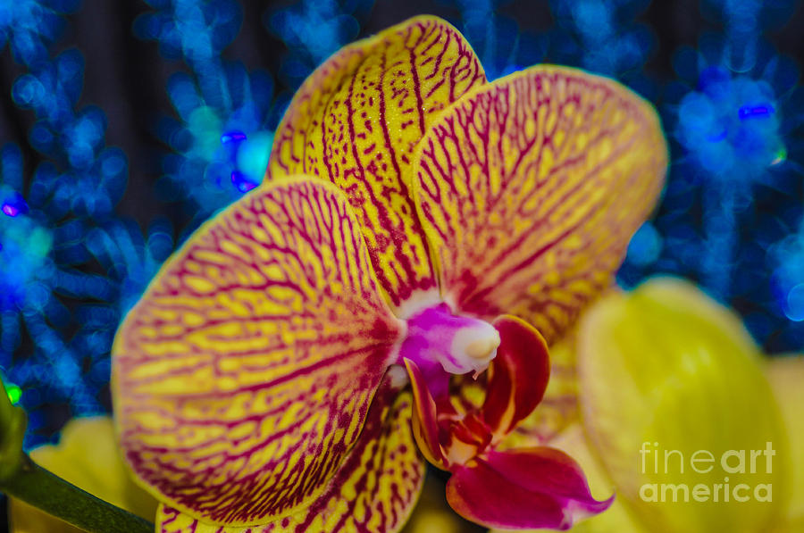 Orchid #5 Photograph by Gerald Kloss