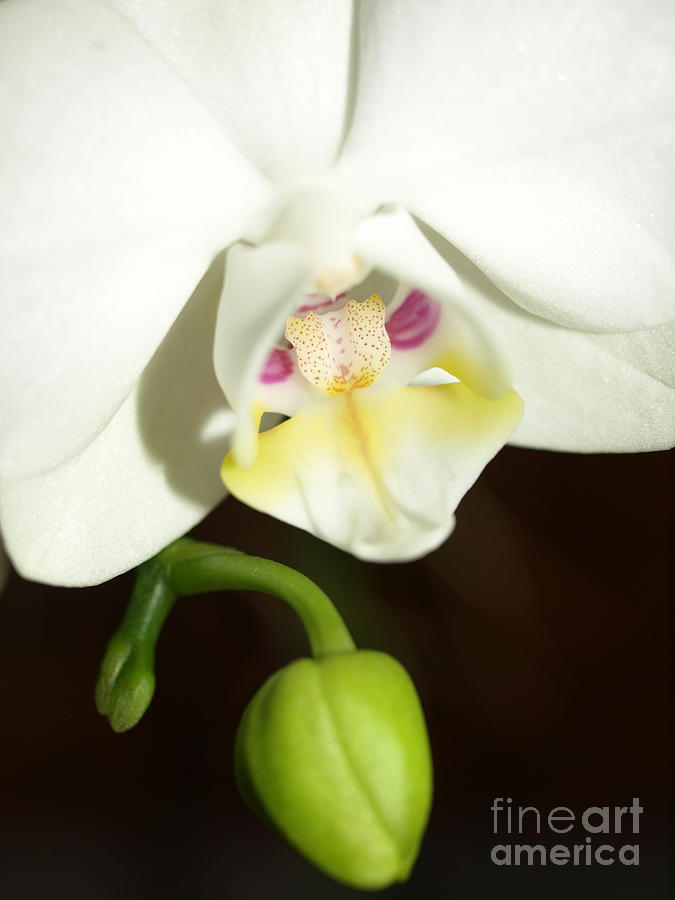 Orchid #5 Photograph by Jacklyn Duryea Fraizer