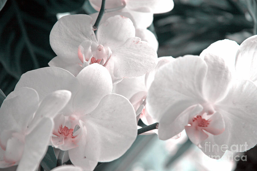 Orchid Photograph - Orchid  #8 by Lali Kacharava