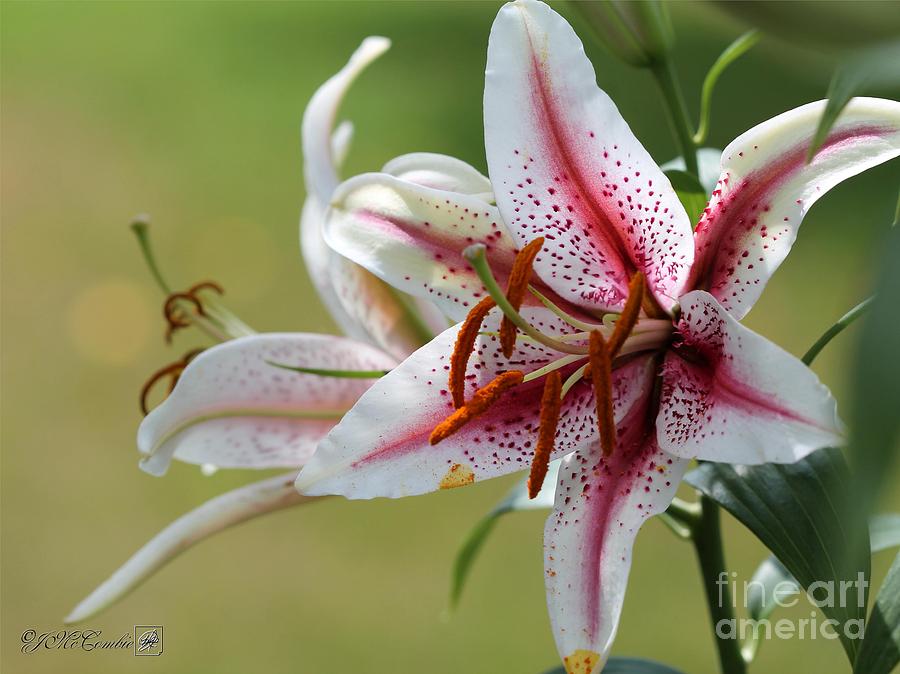 Flower Photograph - Oriental Lily named Tiger Edition #5 by J McCombie