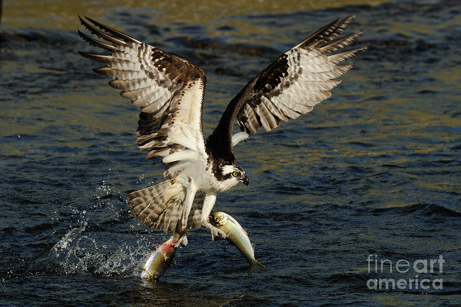 Osprey Catching Trout #5 Photograph by Scott Linstead