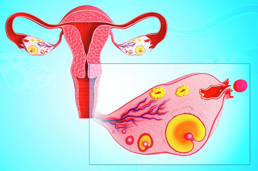 Ovarian Cycle #5 Photograph by Pixologicstudio/science Photo Library