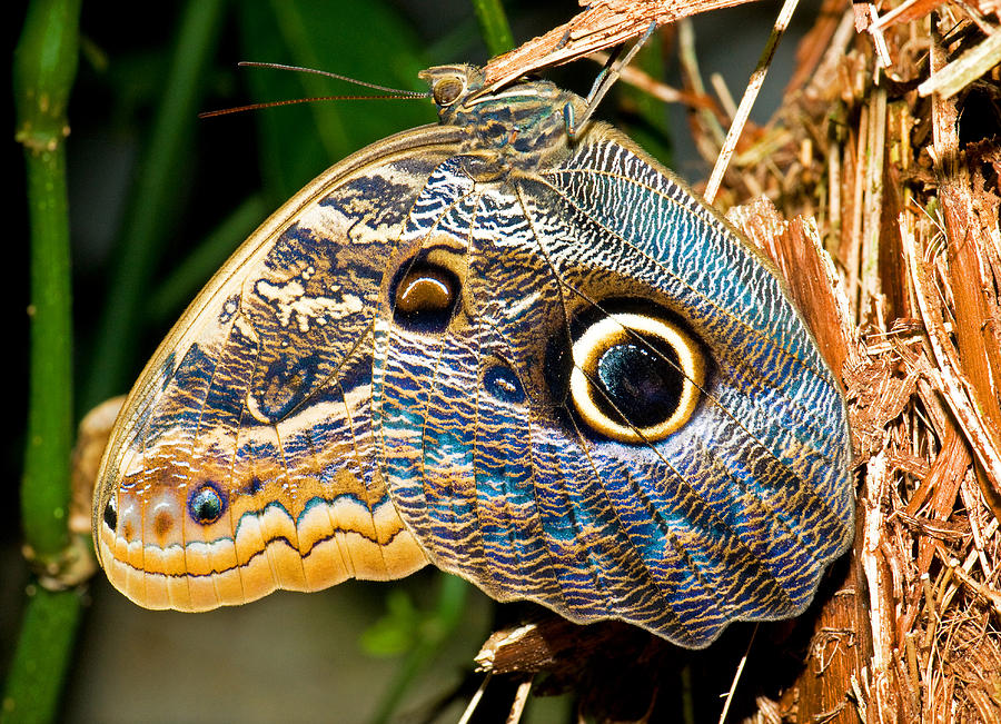 Owl Butterfly #5 Photograph by Millard H. Sharp