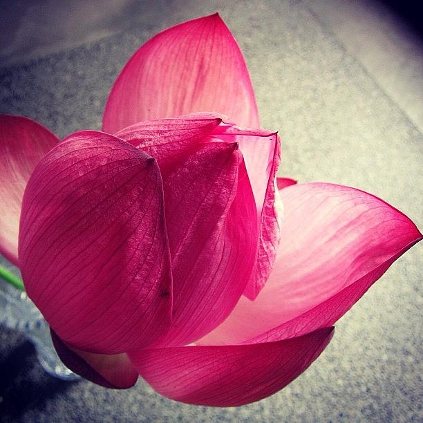 Padma Kamal Lotus Nature 花 蓮 Photograph By Yukiko Nobeno