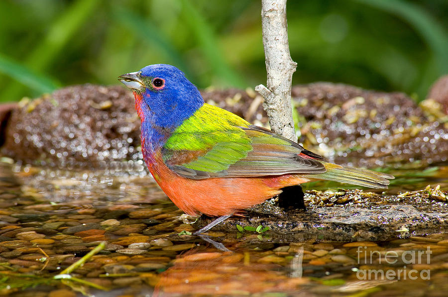 Finch Photograph - Painted Bunting #5 by Anthony Mercieca