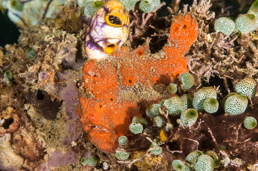 Painted Frogfish #5 Photograph by Andrew J. Martinez