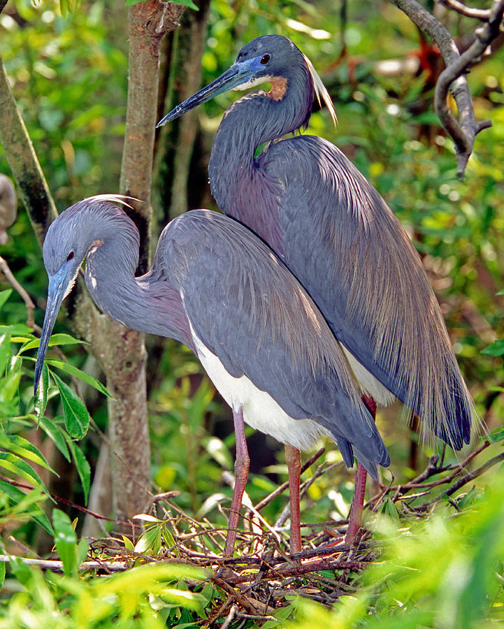 Pair Of Tricolored Heron At Nest #5 Photograph by Millard H. Sharp