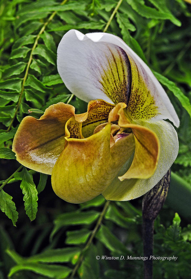 Paphiopedilum Orchid Photograph - Paphiopedilum Orchid #5 by Winston D Munnings