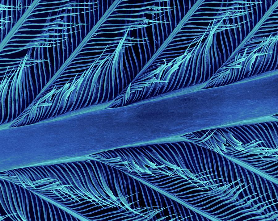 Parrot Feather Rachis #5 Photograph by Dennis Kunkel Microscopy/science Photo Library