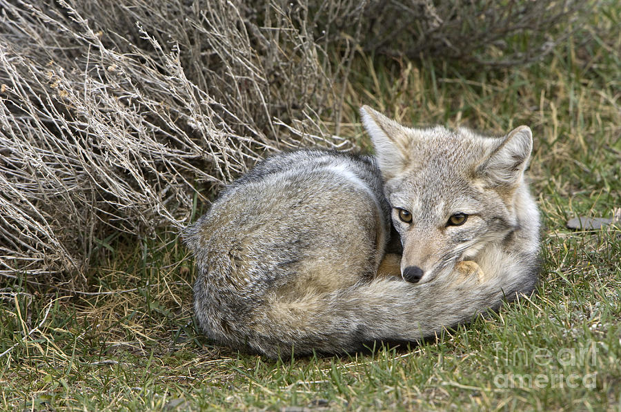 Patagonia Grey Fox #5 Photograph by John Shaw