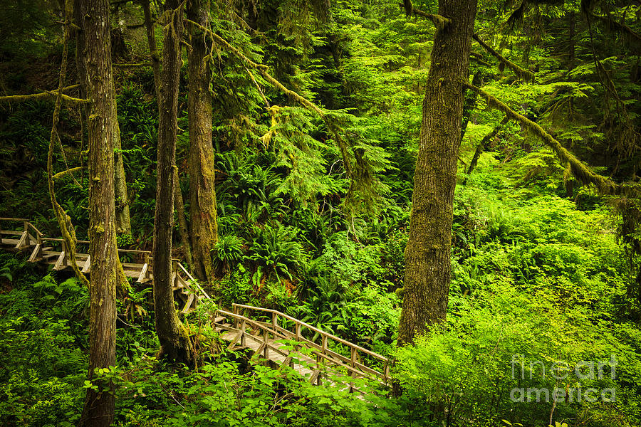 Path in temperate rainforest 4 Photograph by Elena Elisseeva