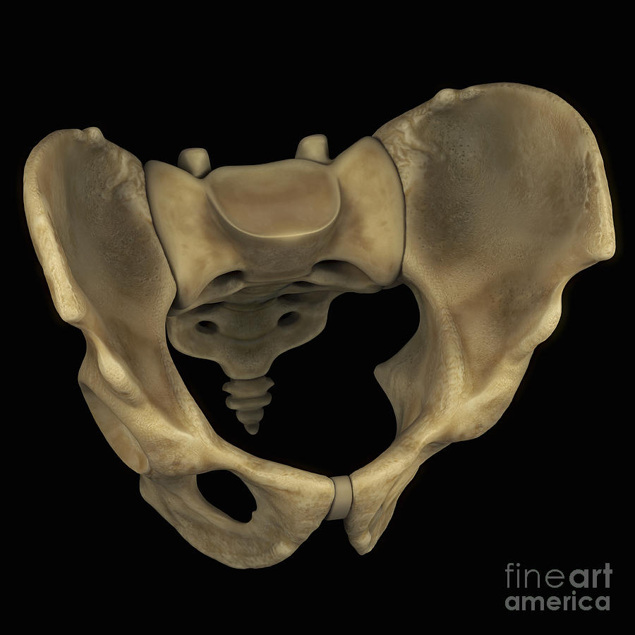 https://images.fineartamerica.com/images-medium-large-5/5-pelvic-bones-male-science-picture-co.jpg