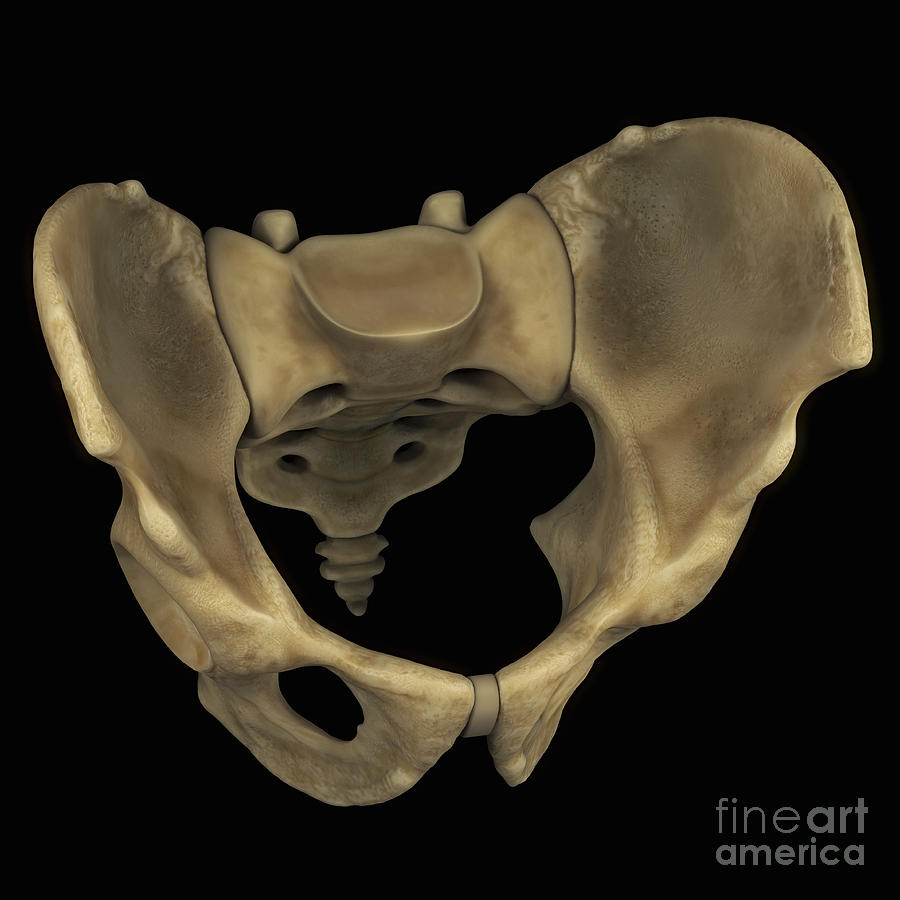 pelvic-bones-male-photograph-by-science-picture-co-fine-art-america