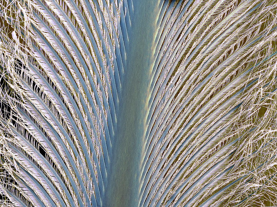 Penguin Feather Photograph by Steve Gschmeissner
