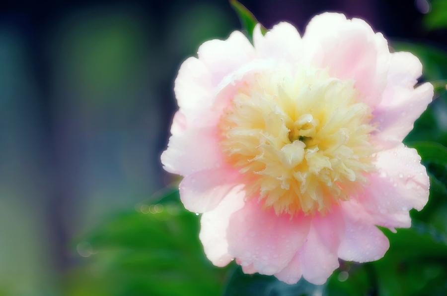 Peony (paeonia Lactiflora) #5 Photograph by Science Photo Library Peony (paeonia Lactiflora) #5 Photograph by Science Photo Library