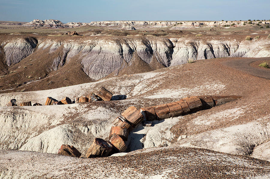 Petrified Forest #5 Photograph by Science Photo Library Petrified Forest #5 Photograph by Science Photo Library